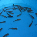 Other Pond Fish Other Pond Fish